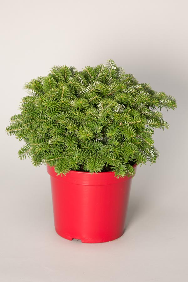 Пихта корейская Кис